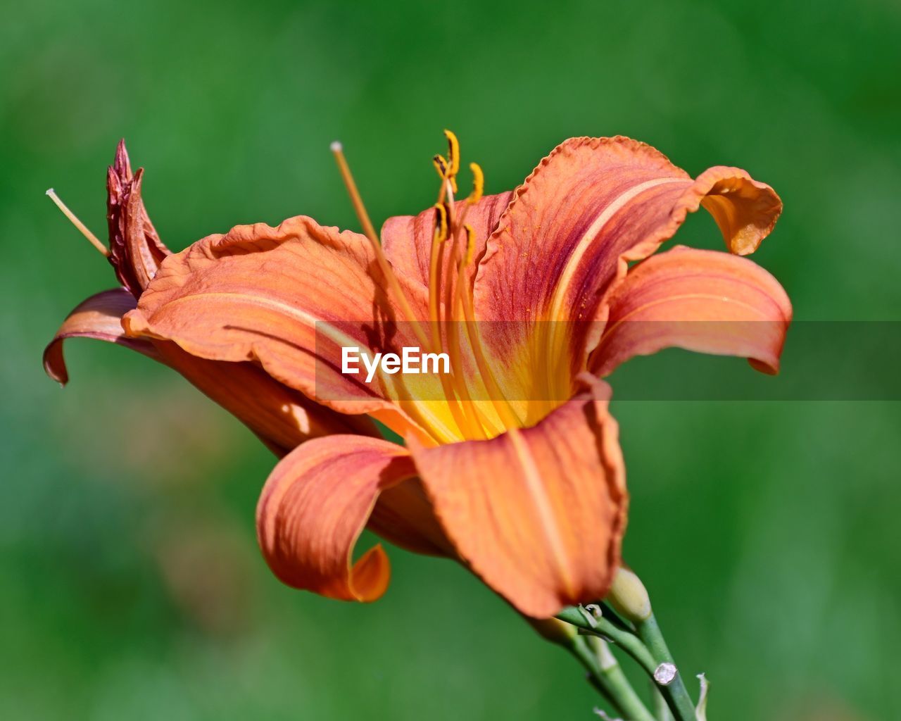 CLOSE-UP OF DAY LILY