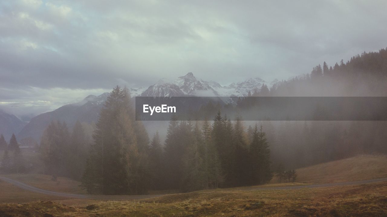 Panoramic shot of trees on landscape against sky