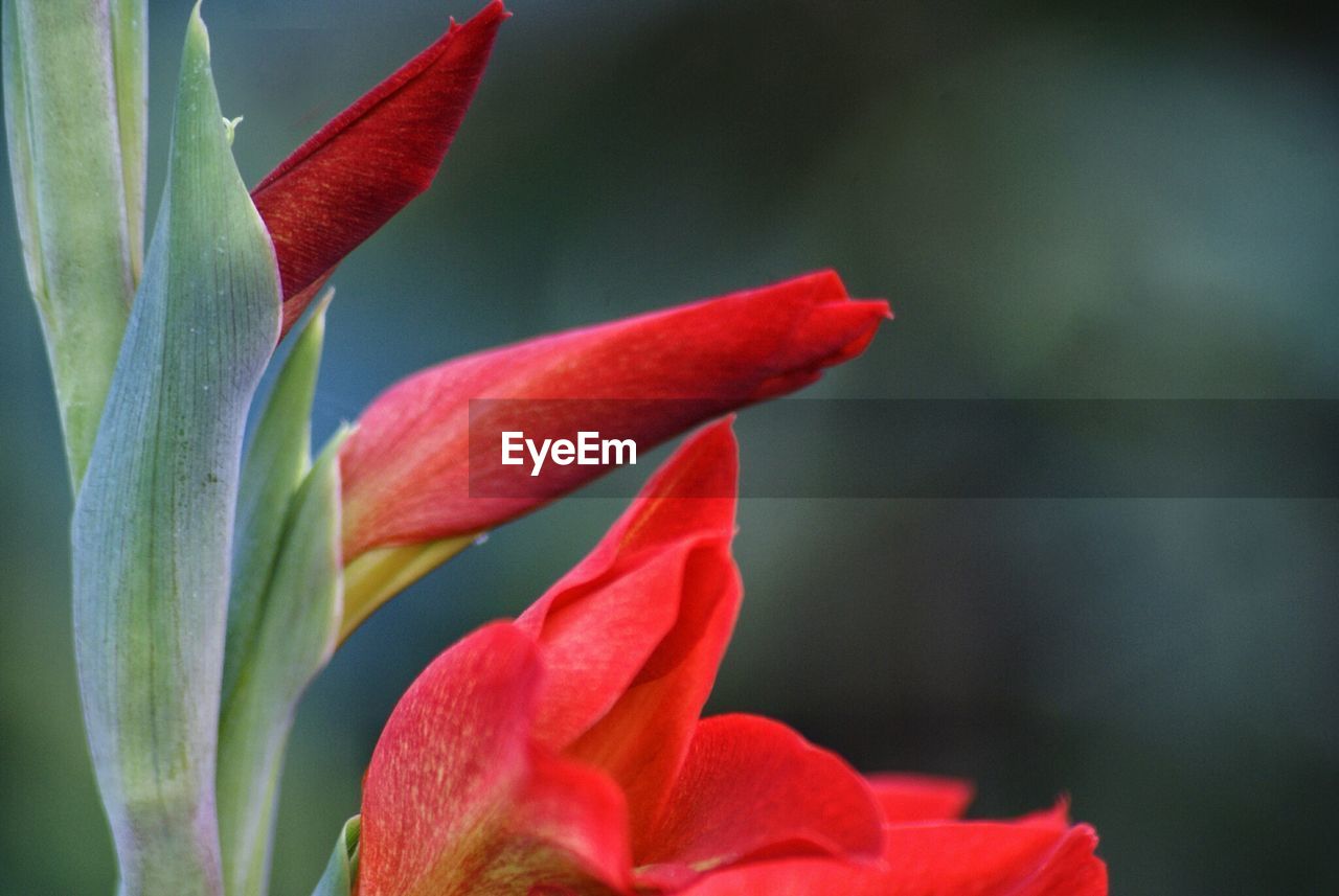 CLOSE-UP OF RED ROSES