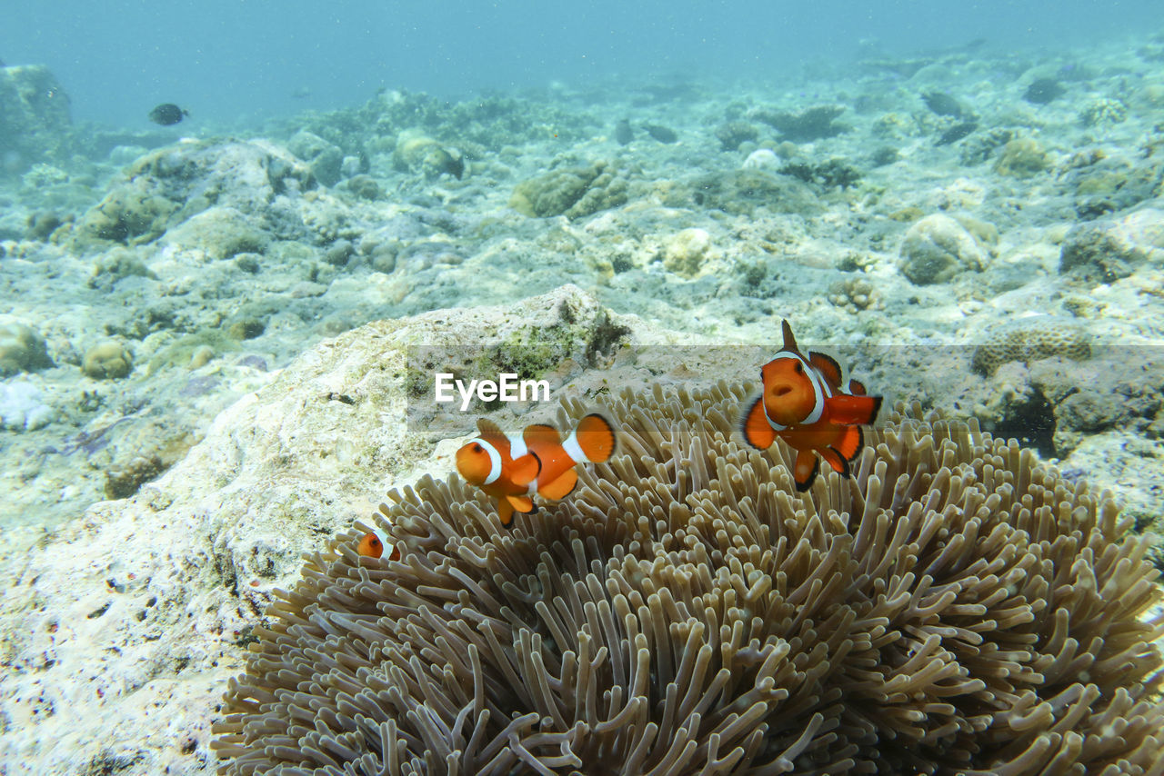 View of fish swimming in sea