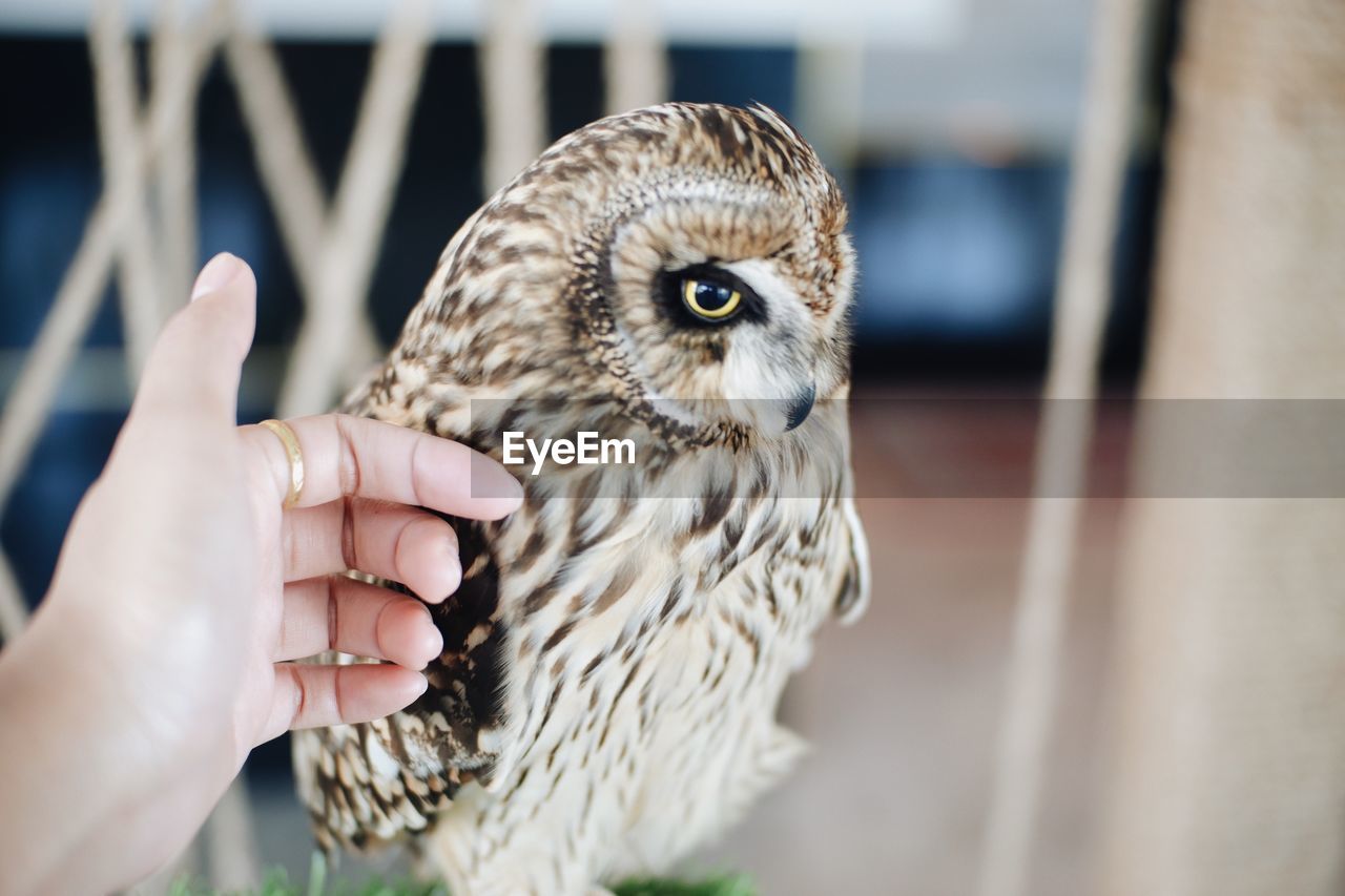 Close-up of owl on hand