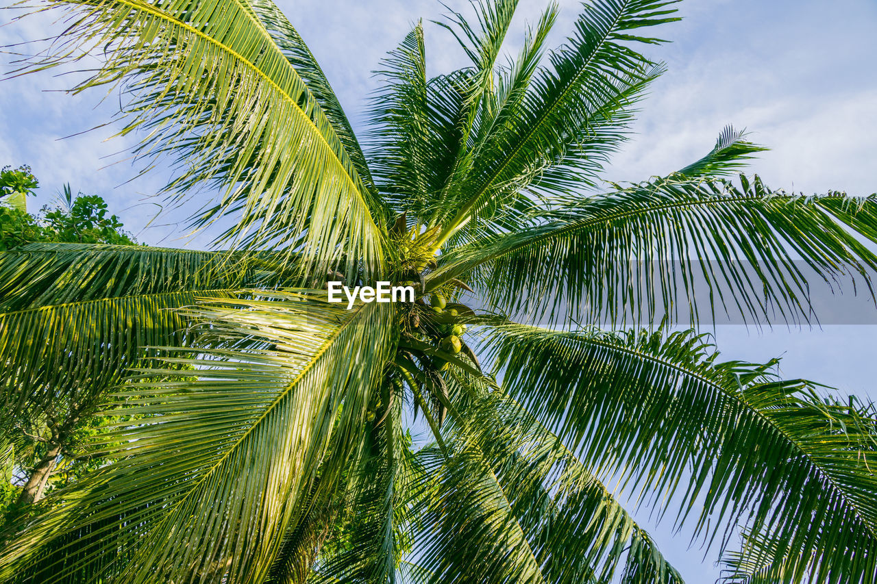 A palm tree and sky with clouds in the background