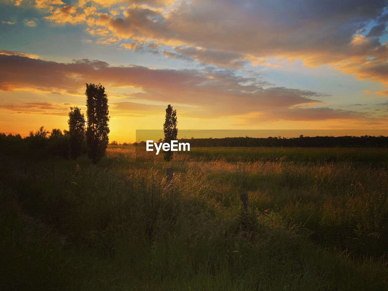 sky, sunset, landscape, plant, environment, nature, cloud, land, field, beauty in nature, dawn, scenics - nature, horizon, tree, grass, rural scene, tranquility, prairie, sun, evening, no people, twilight, tranquil scene, plain, sunlight, agriculture, natural environment, silhouette, orange color, dramatic sky, outdoors, non-urban scene, horizon over land, idyllic, back lit, growth, meadow, multi colored, forest, hill, grassland, gold, summer, afterglow, atmospheric mood, crop, social issues, sunbeam, yellow, savanna, urban skyline, cloudscape, vibrant color