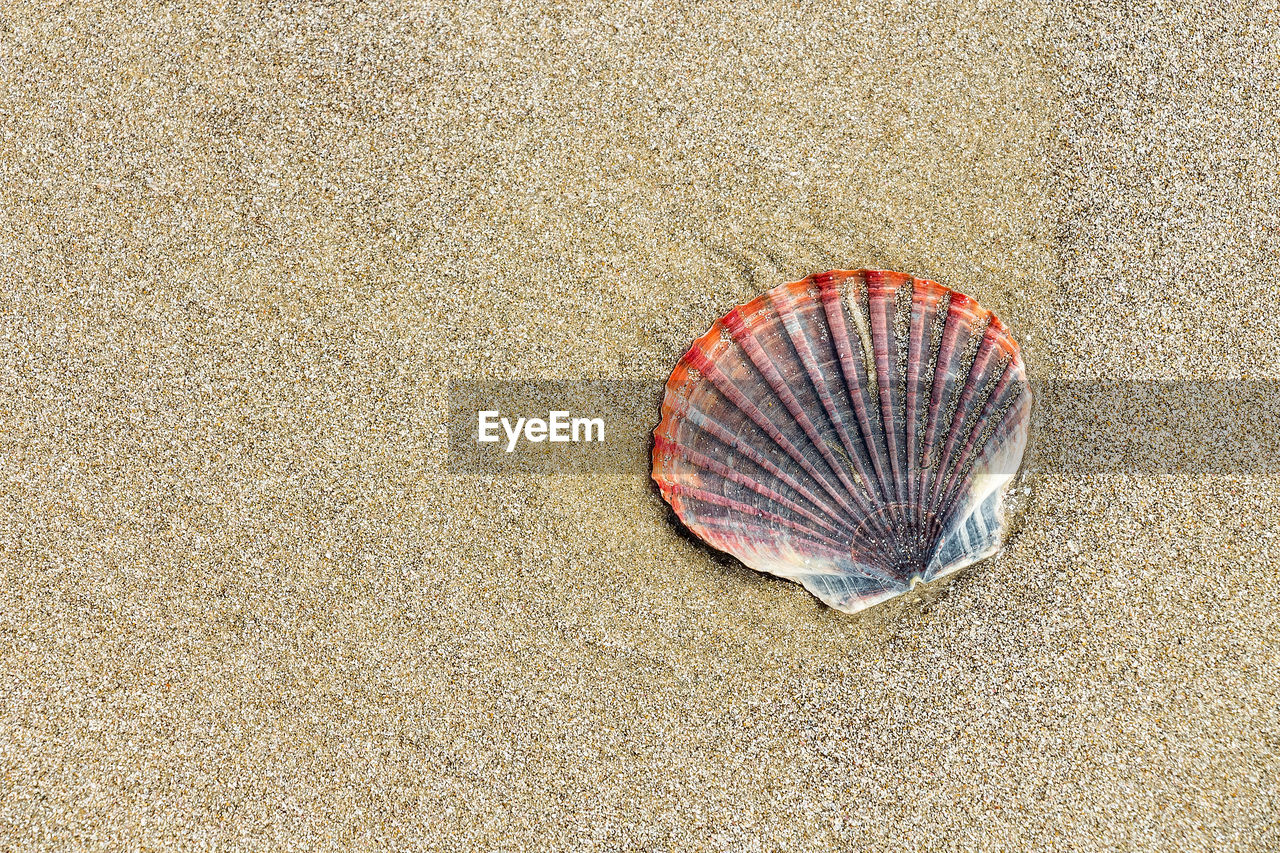 High angle view of seashell on sand