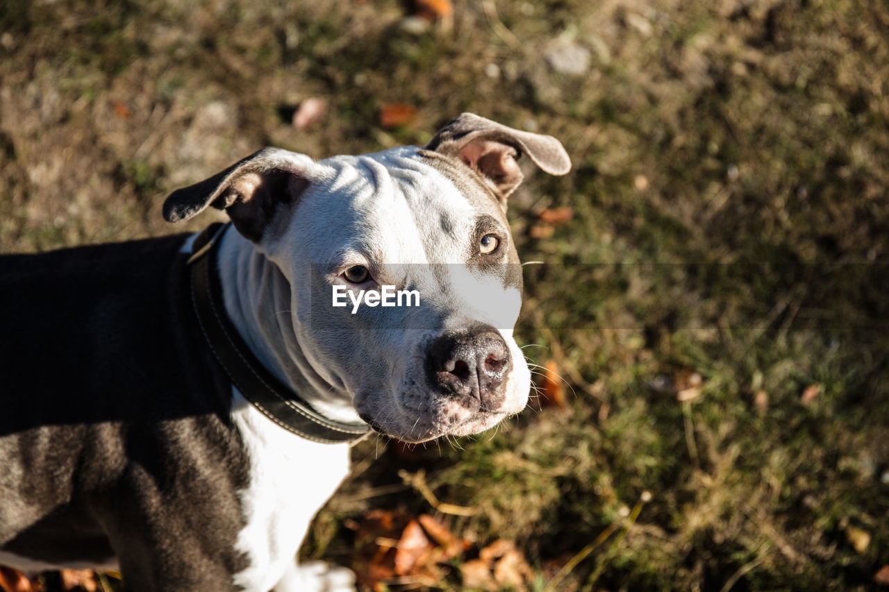 CLOSE-UP PORTRAIT OF A DOG ON FIELD