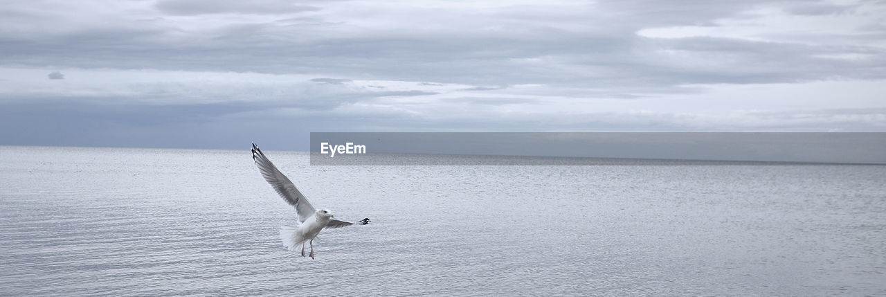 SEAGULL FLYING ABOVE SEA