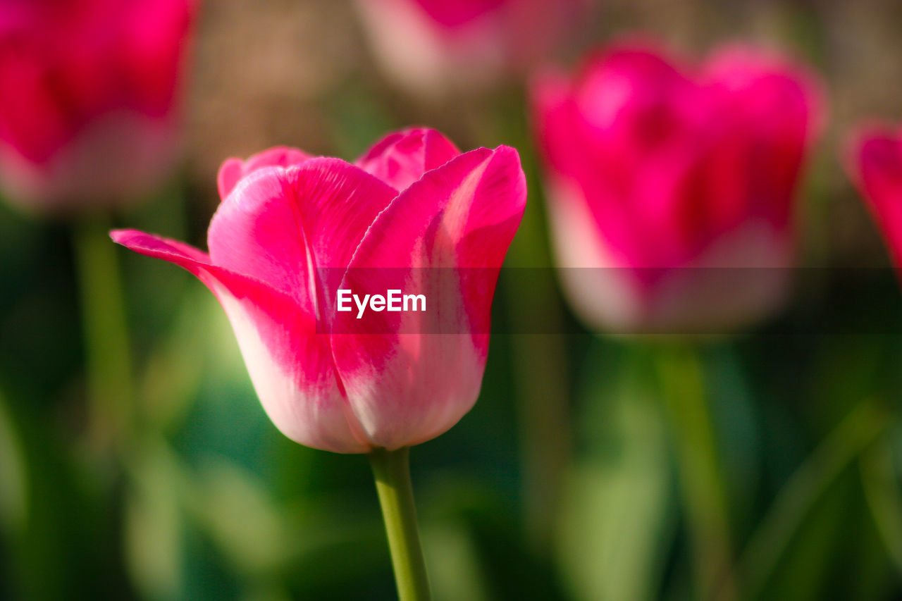 Close-up of pink tulip