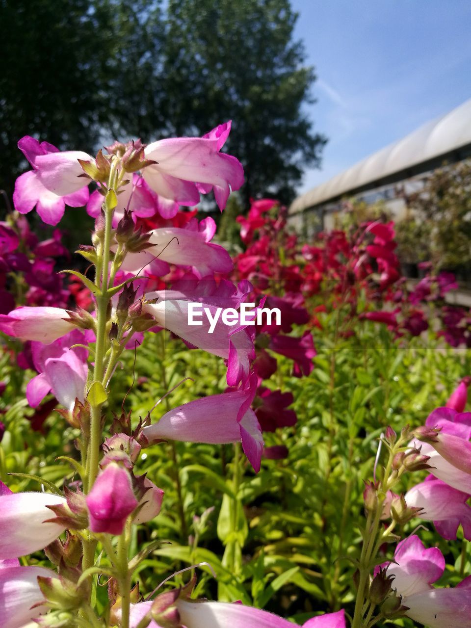 CLOSE-UP OF PINK FLOWERS BLOOMING IN PARK