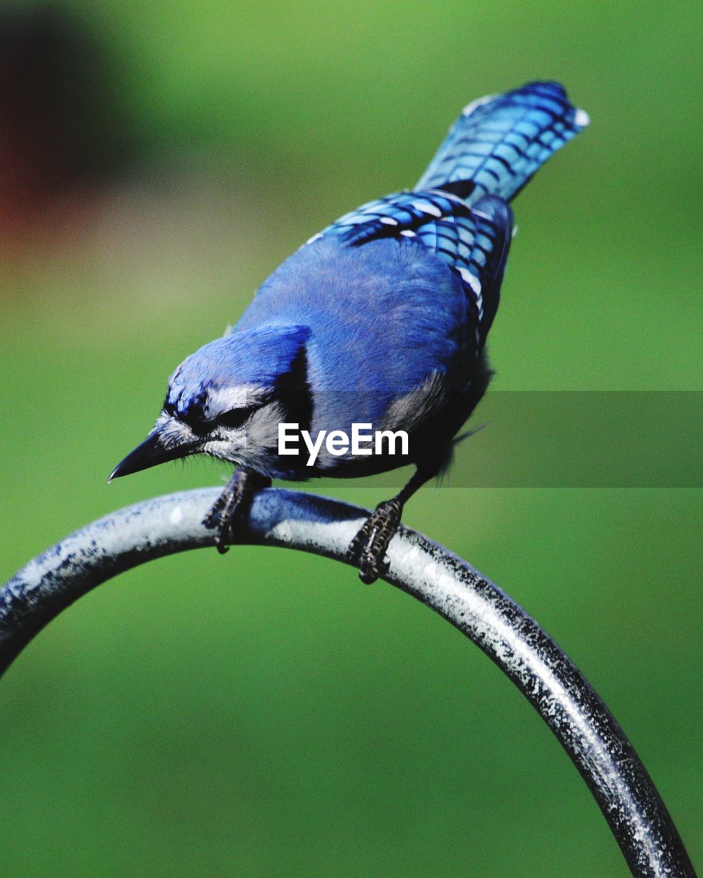 Close-up of bird perching on branch