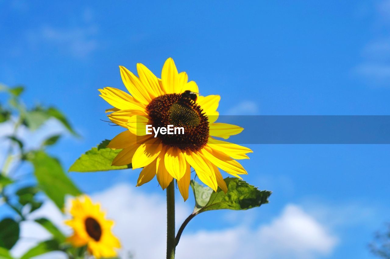 LOW ANGLE VIEW OF SUNFLOWERS AGAINST BLUE SKY