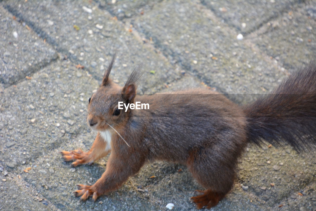 HIGH ANGLE VIEW OF SQUIRREL