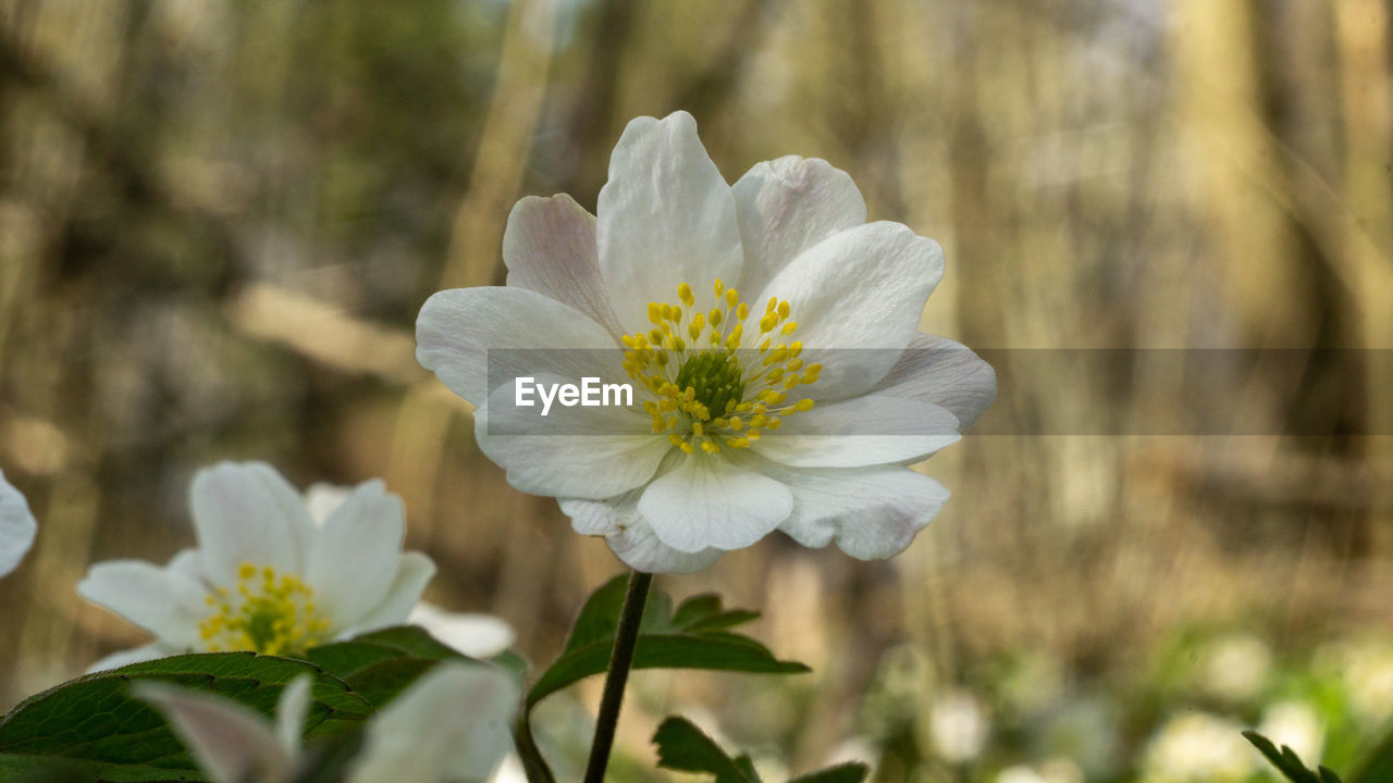 Close-up of white flowering plant