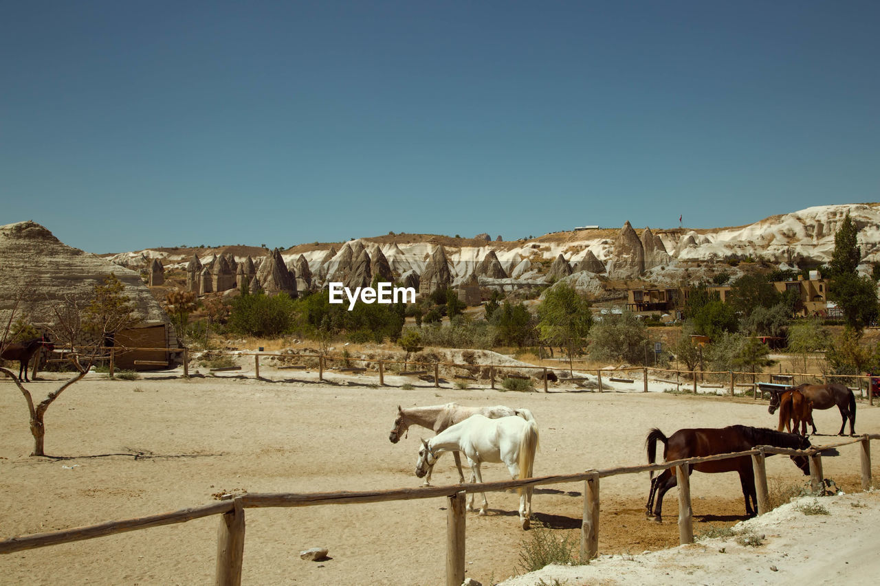 Scenic view of horses on ground against clear sky