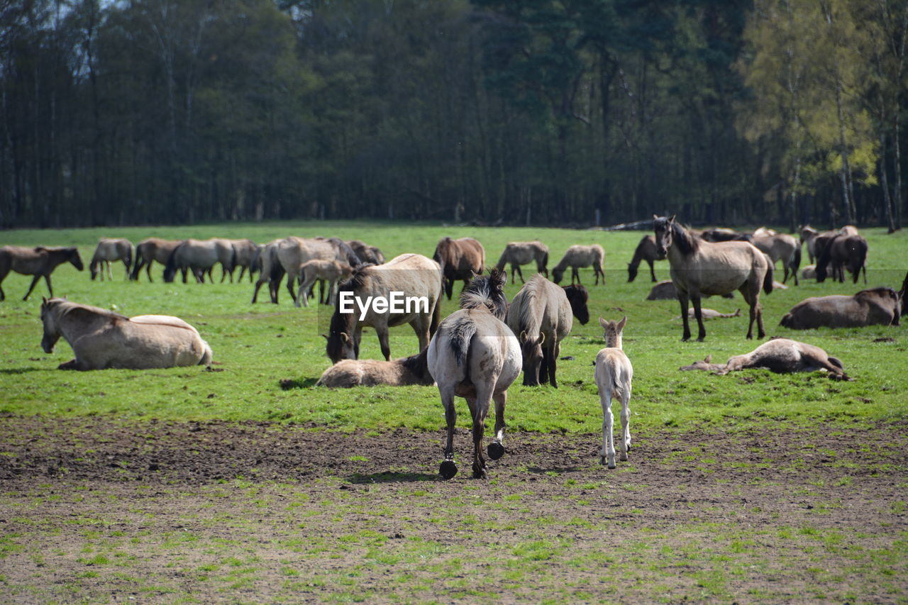 Horses on field against trees