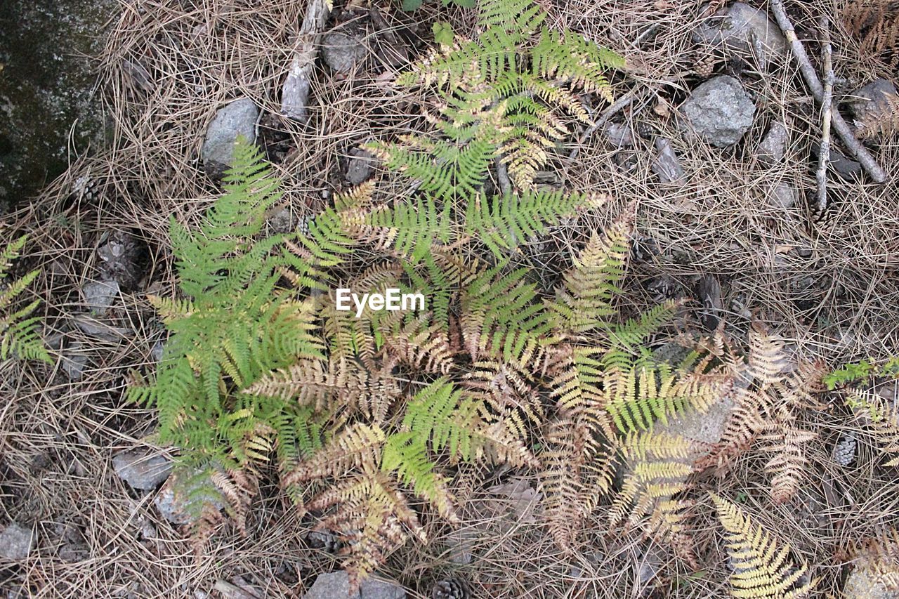 HIGH ANGLE VIEW OF PLANT ON FIELD