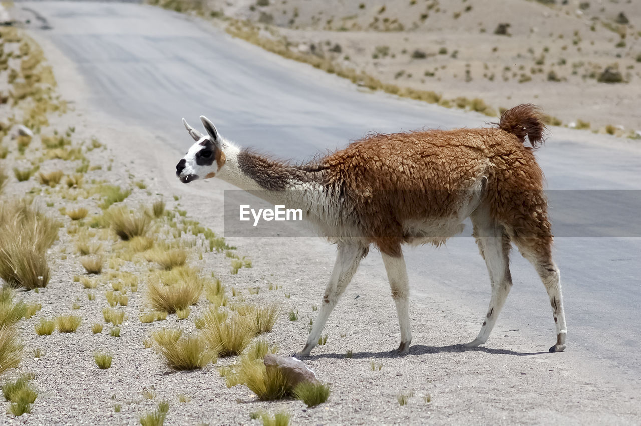 SIDE VIEW OF A HORSE ON THE LAND