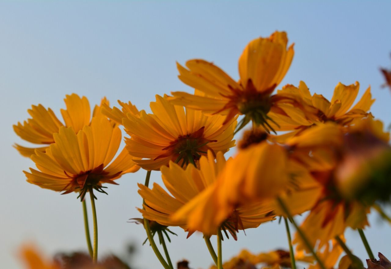 CLOSE-UP OF YELLOW FLOWERS BLOOMING