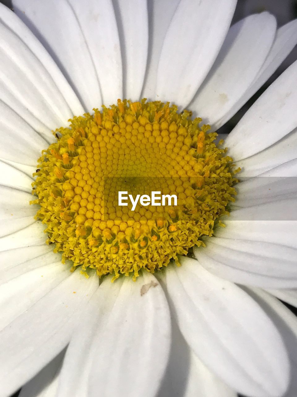 CLOSE-UP OF SUNFLOWERS