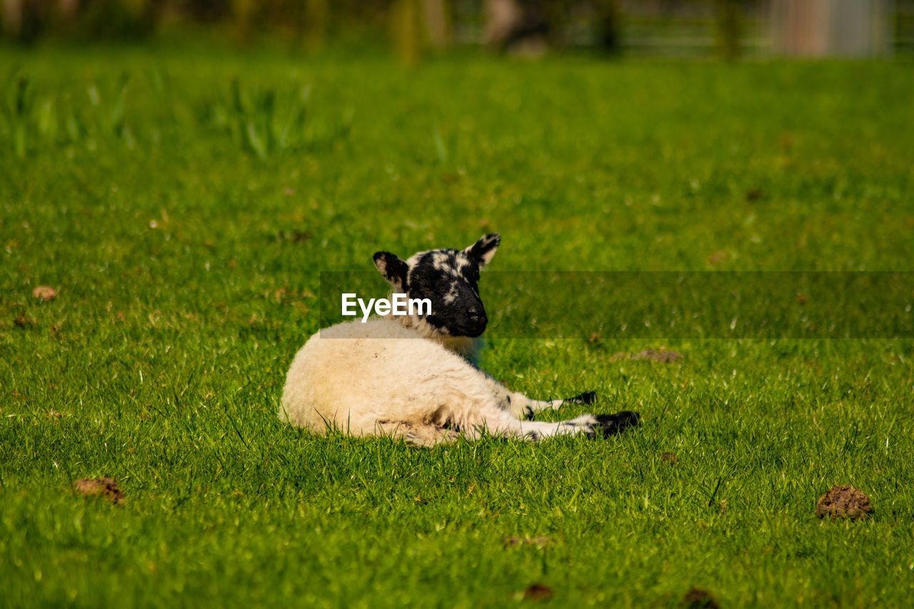 High angle view of lamb relaxing on grass