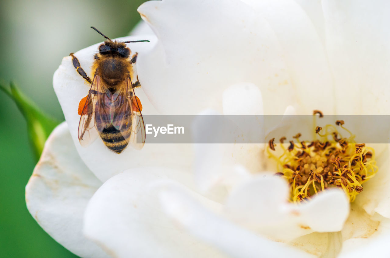 Close-up of bee on flower