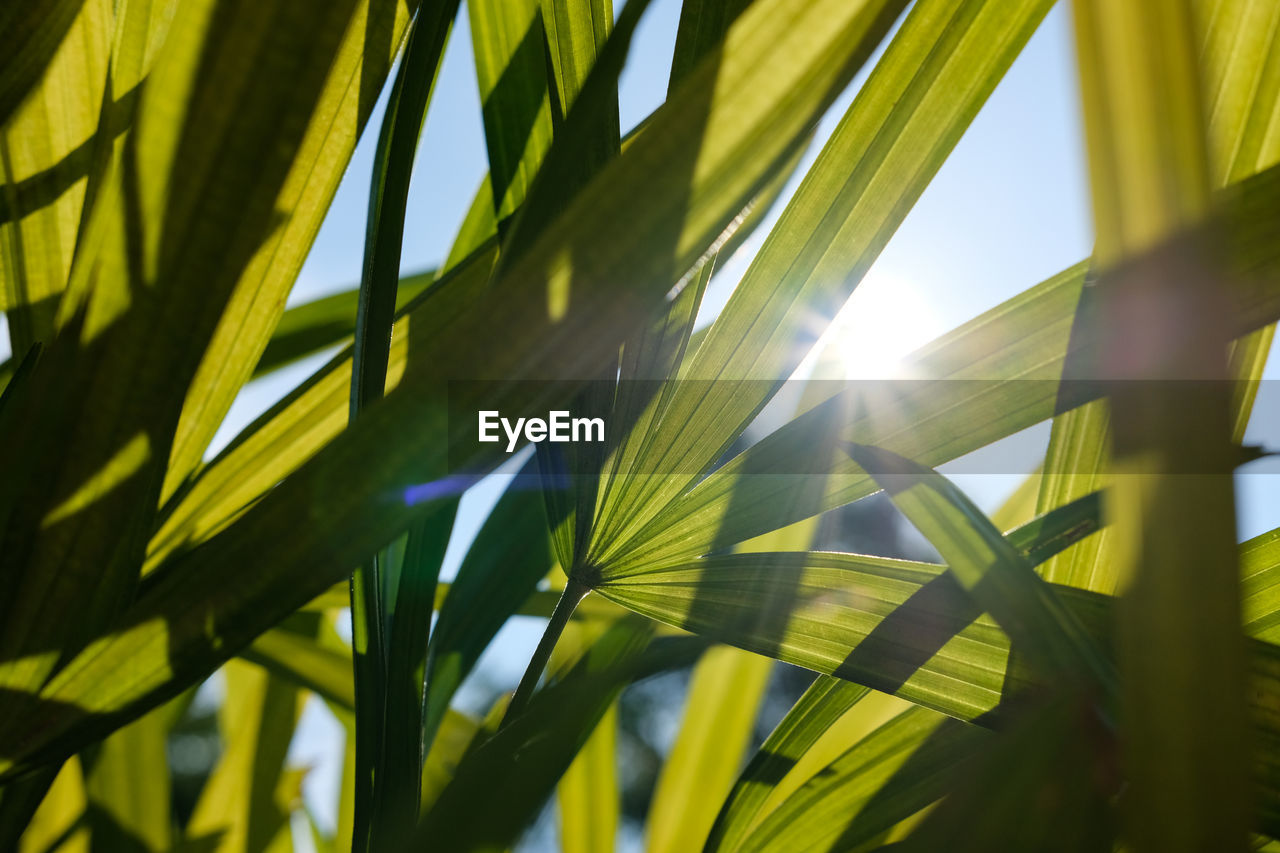 Low angle view of palm tree leaves against sky