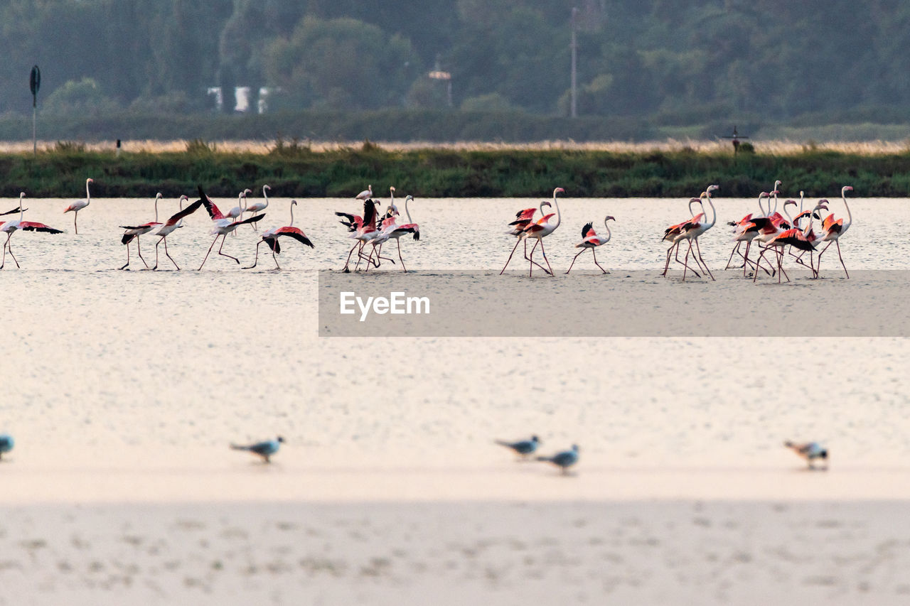 Flamingos on run