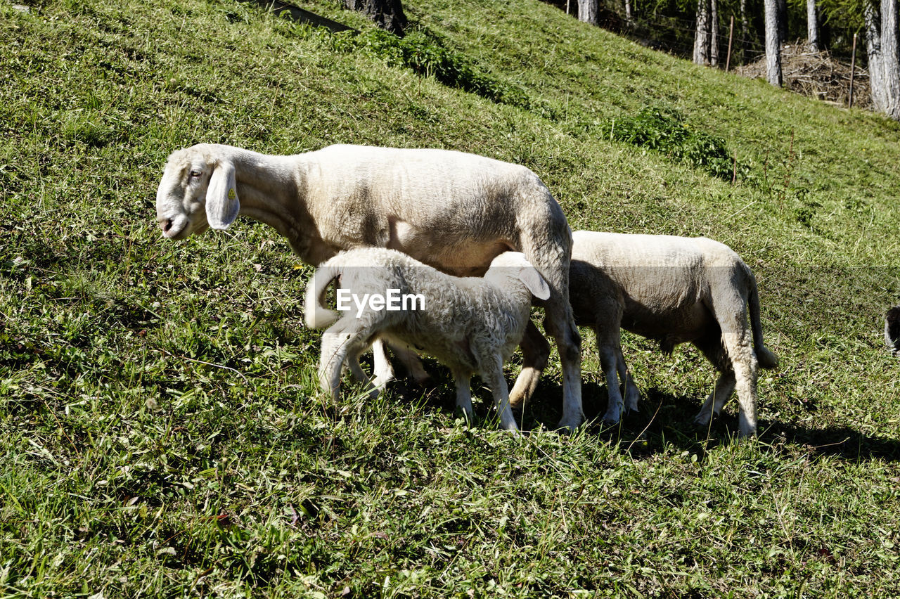 SHEEP GRAZING IN FARM