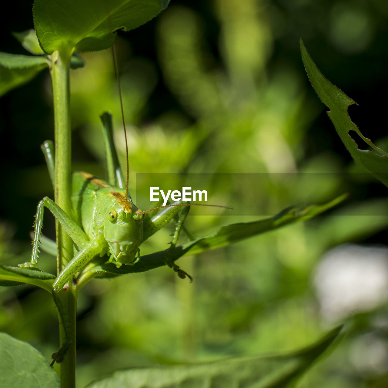 Close-up of a grasshopper against blurred background