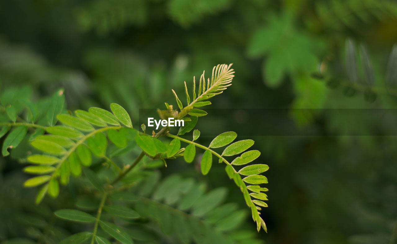 CLOSE-UP OF FERN LEAVES