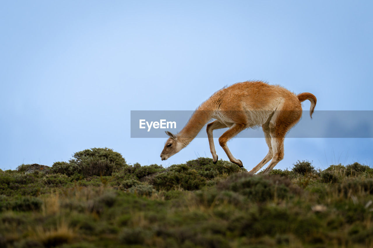 animal, animal themes, mammal, animal wildlife, wildlife, one animal, sky, no people, nature, full length, side view, copy space, plant, blue, outdoors, grazing, day, grass, domestic animals, clear sky, environment, landscape