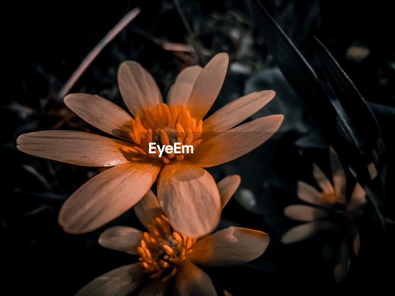 High angle view of orange flower