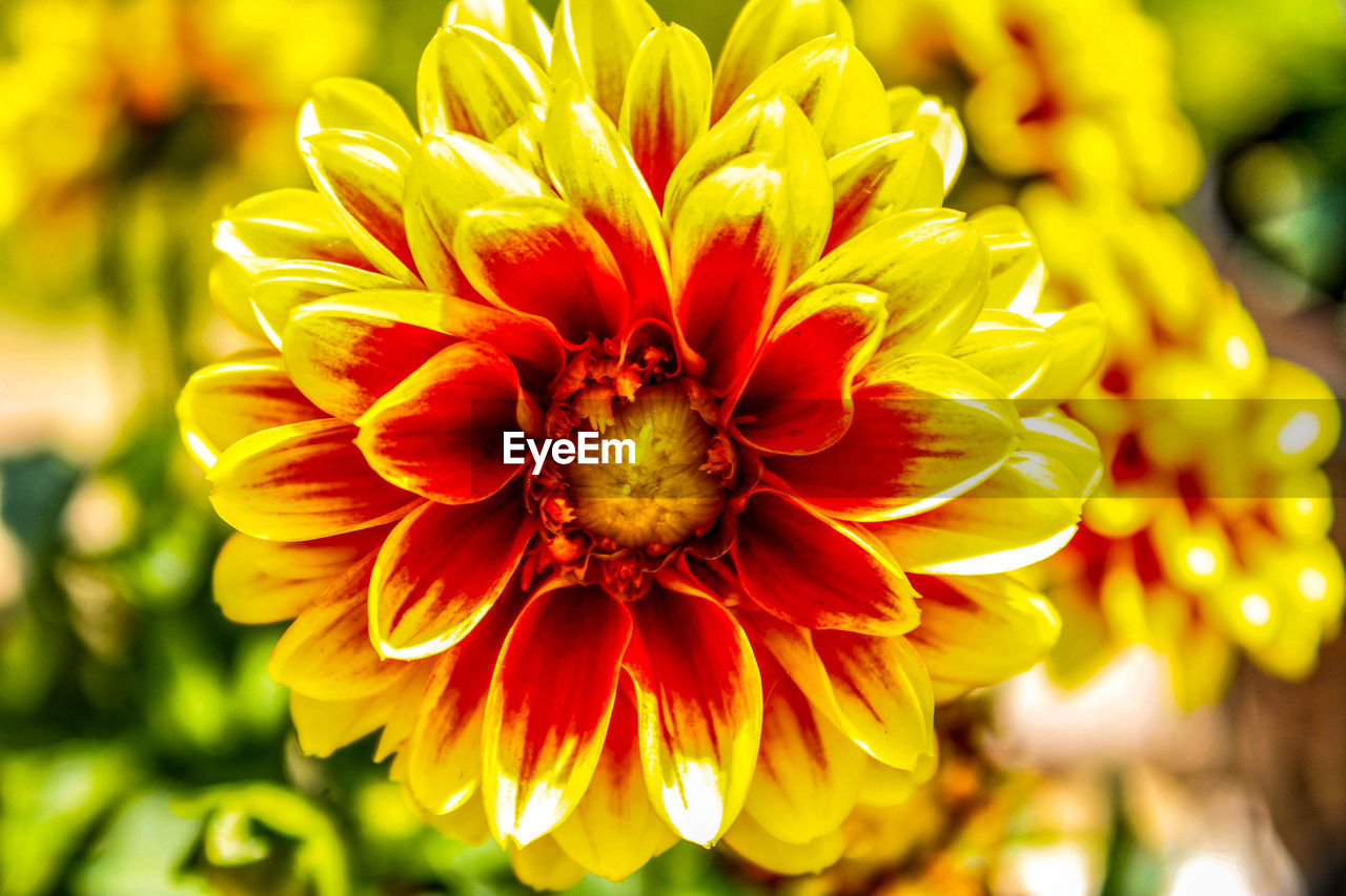 flower, flowering plant, plant, freshness, beauty in nature, yellow, flower head, petal, close-up, fragility, macro photography, nature, inflorescence, growth, focus on foreground, no people, outdoors, springtime, red, sunlight, vibrant color, summer, multi colored, blossom, day