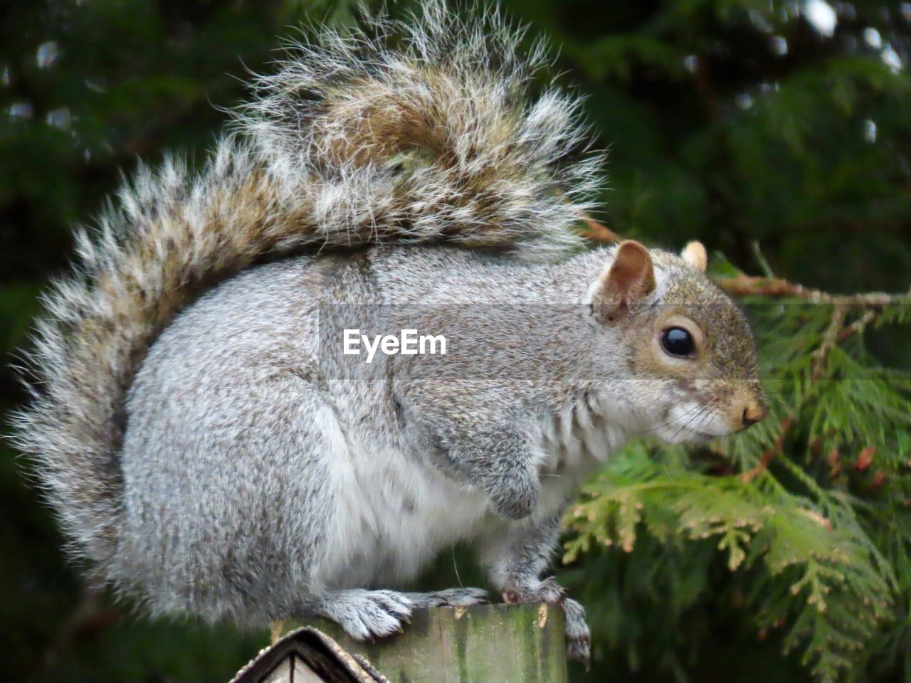 CLOSE-UP SIDE VIEW OF SQUIRREL