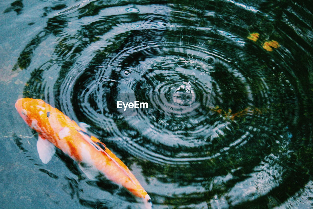 High angle view of fish in pond