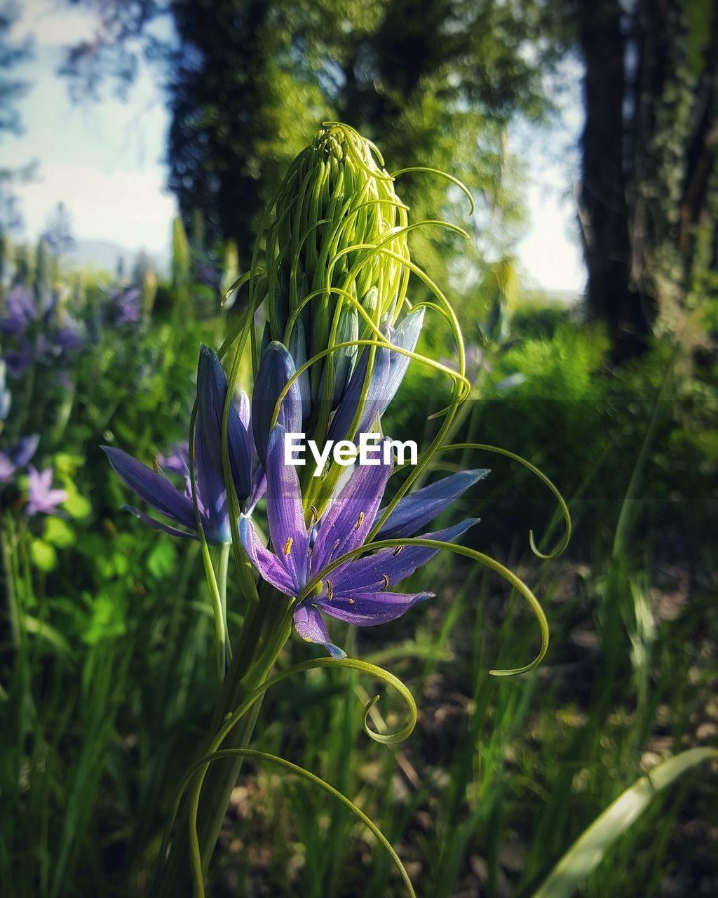 CLOSE-UP OF PURPLE CROCUS FLOWER GROWING ON FIELD