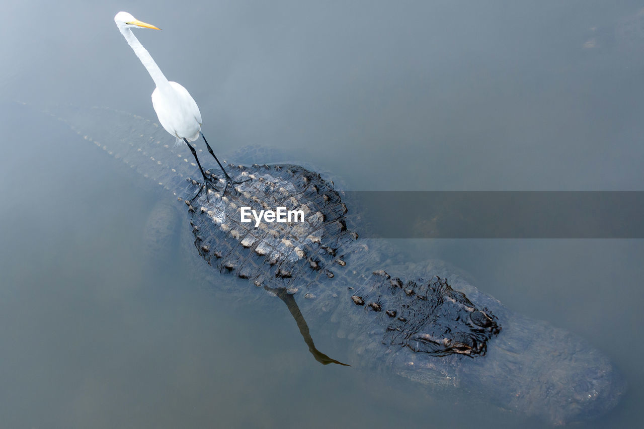 Great egret standing on top of crocodile in lake