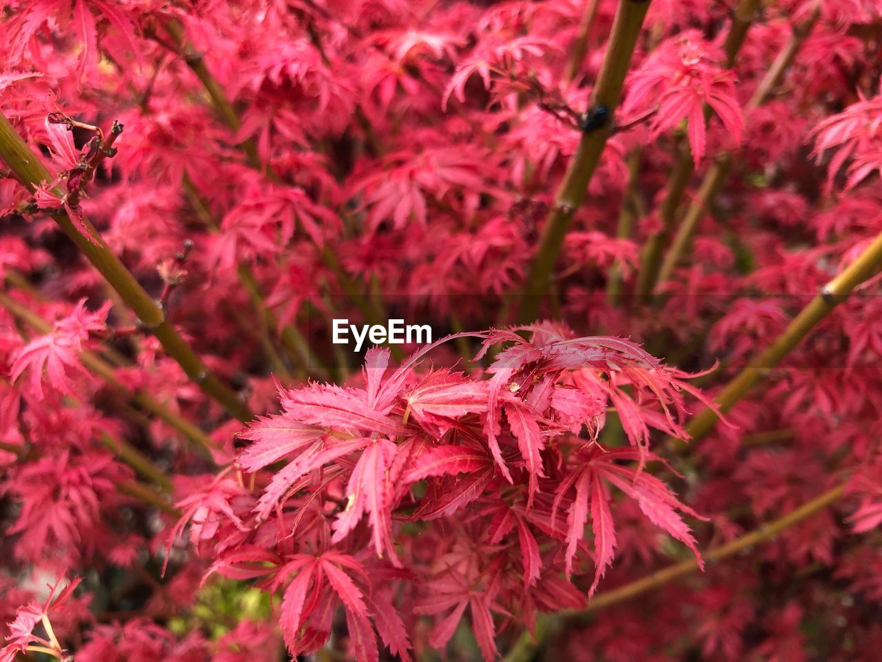 Close-up of red flowering plant