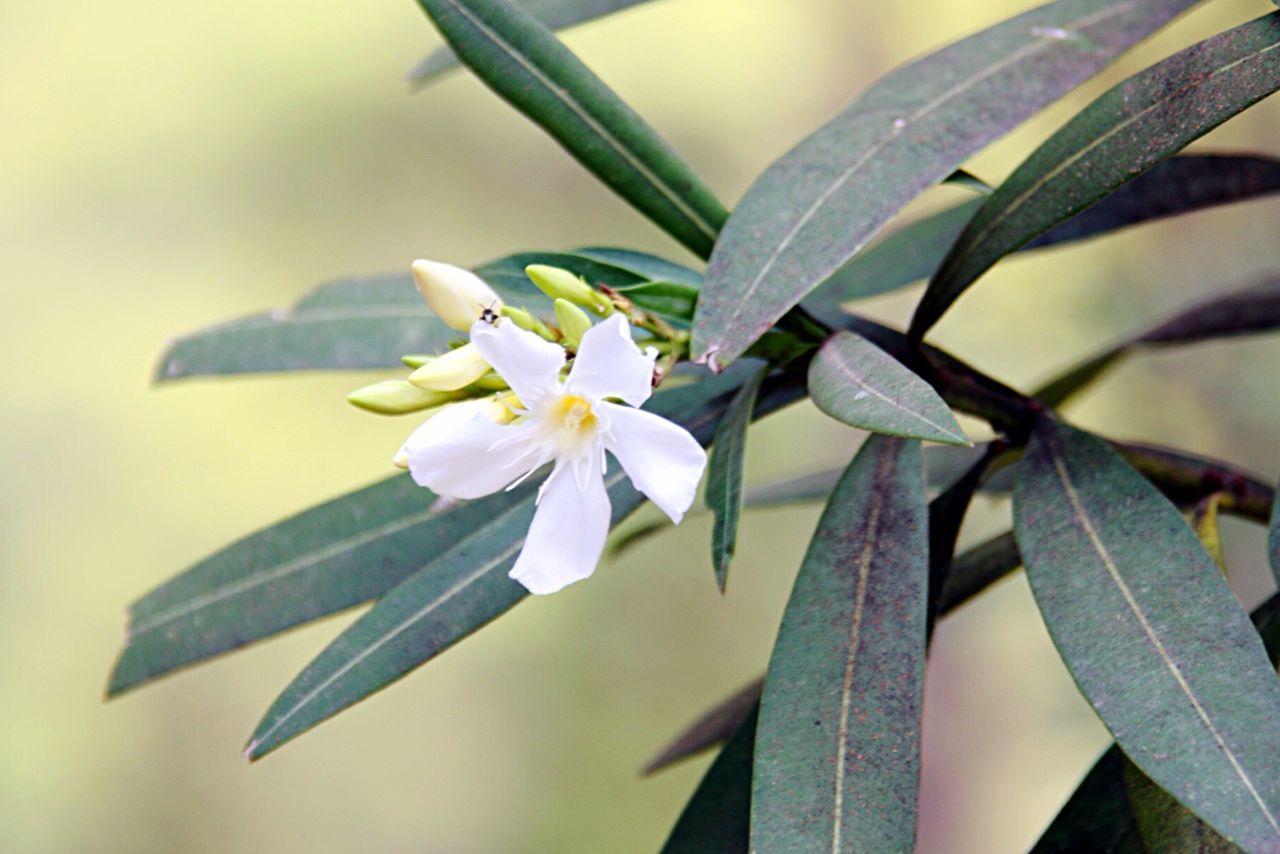 CLOSE-UP OF WHITE FLOWERS BLOOMING