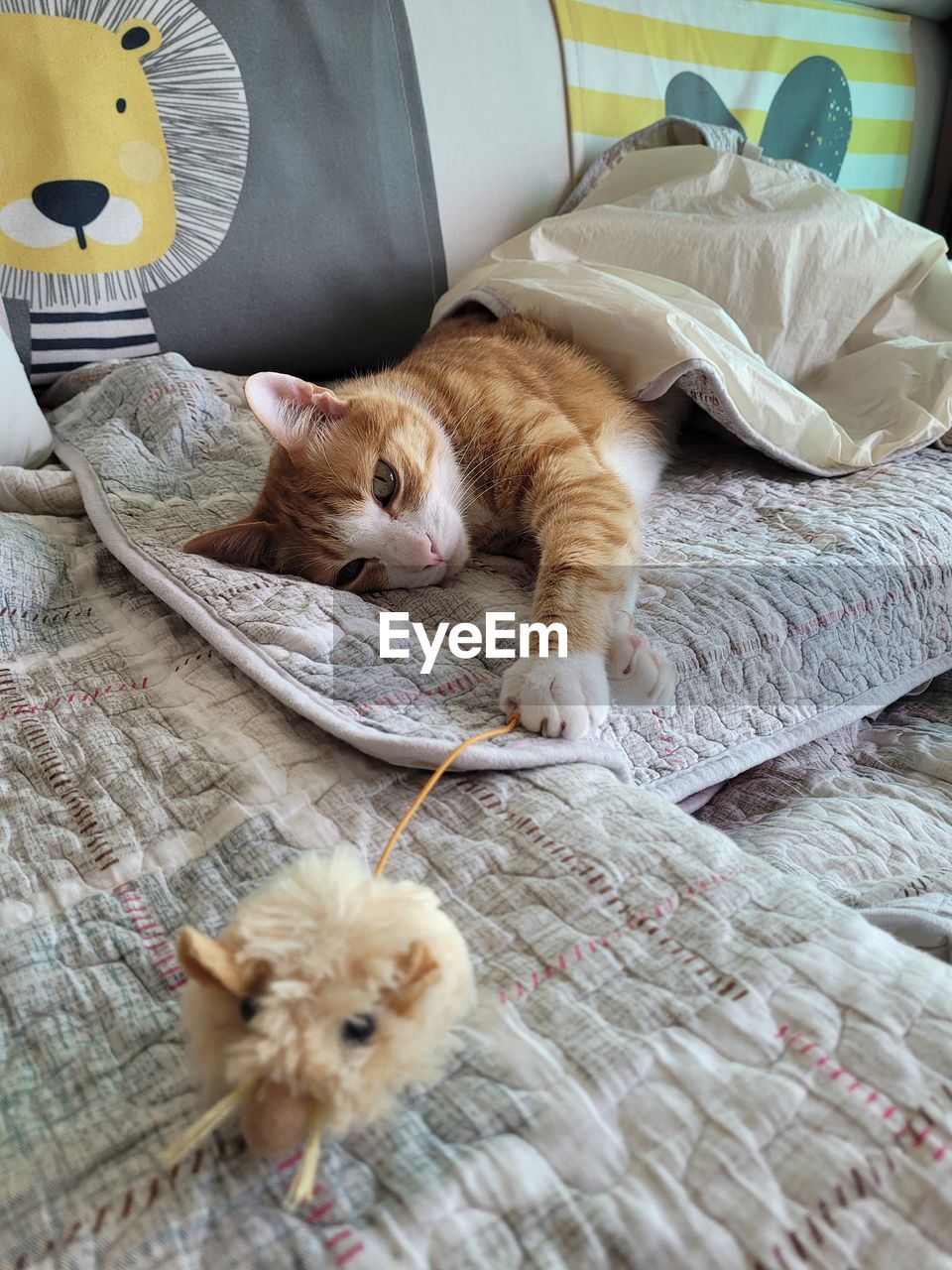 CAT RESTING ON A BED