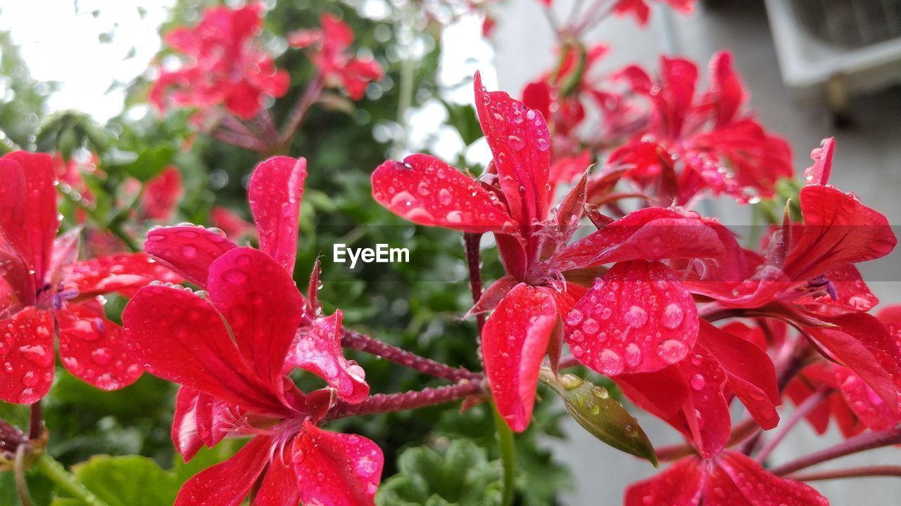 CLOSE-UP OF WET RED FLOWERS BLOOMING