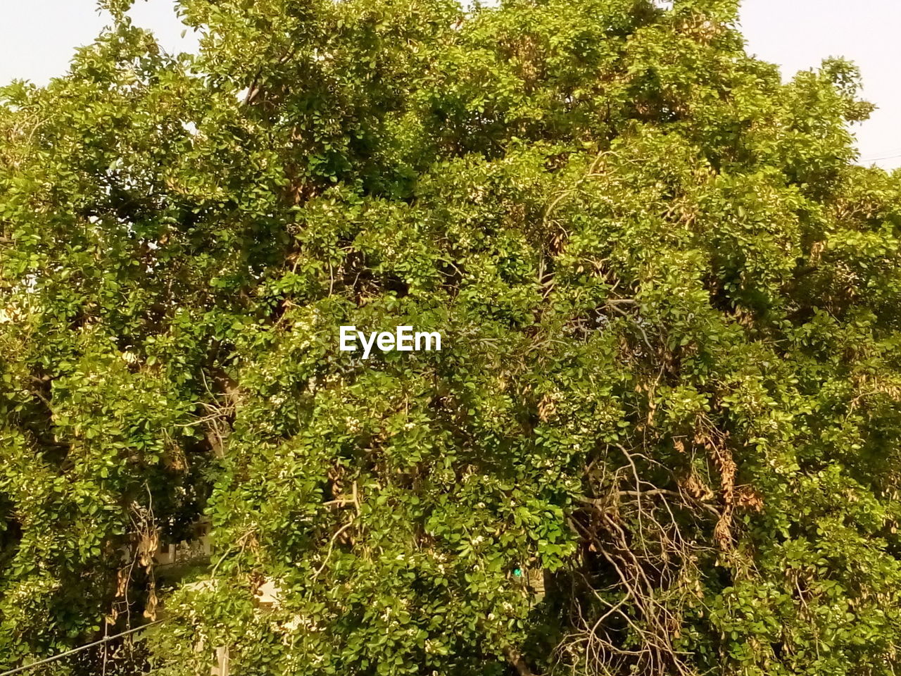 CLOSE-UP LOW ANGLE VIEW OF TREE