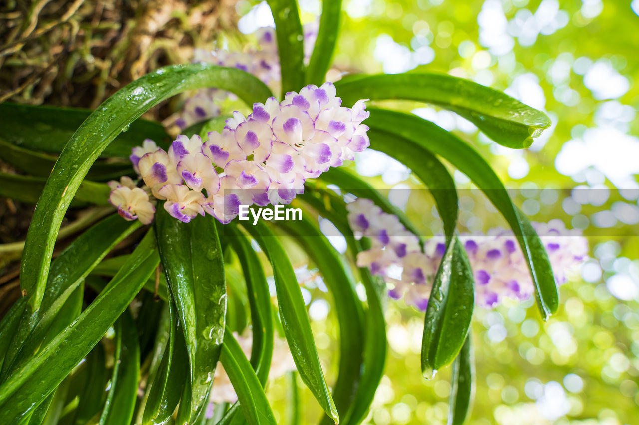 CLOSE-UP OF PINK FLOWERING PLANTS