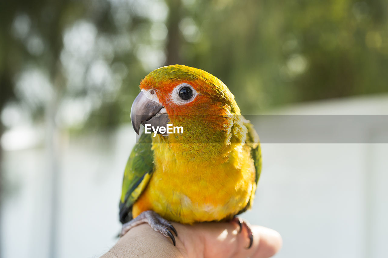 Cropped hand holding parrot