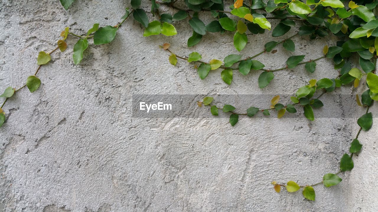 CLOSE-UP OF CREEPER PLANT ON WALL