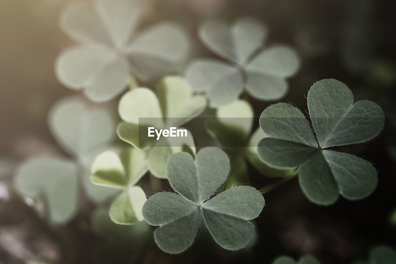 CLOSE-UP OF GREEN LEAVES