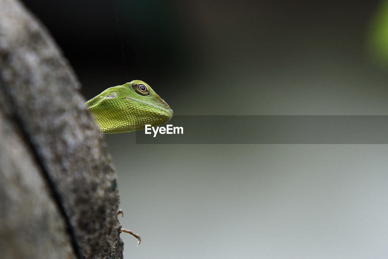 Close-up of lizard 