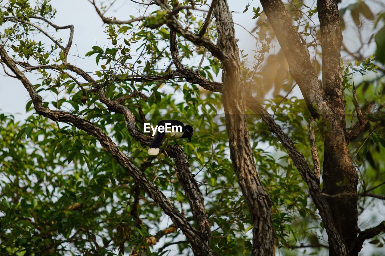 low angle view of tree against sky