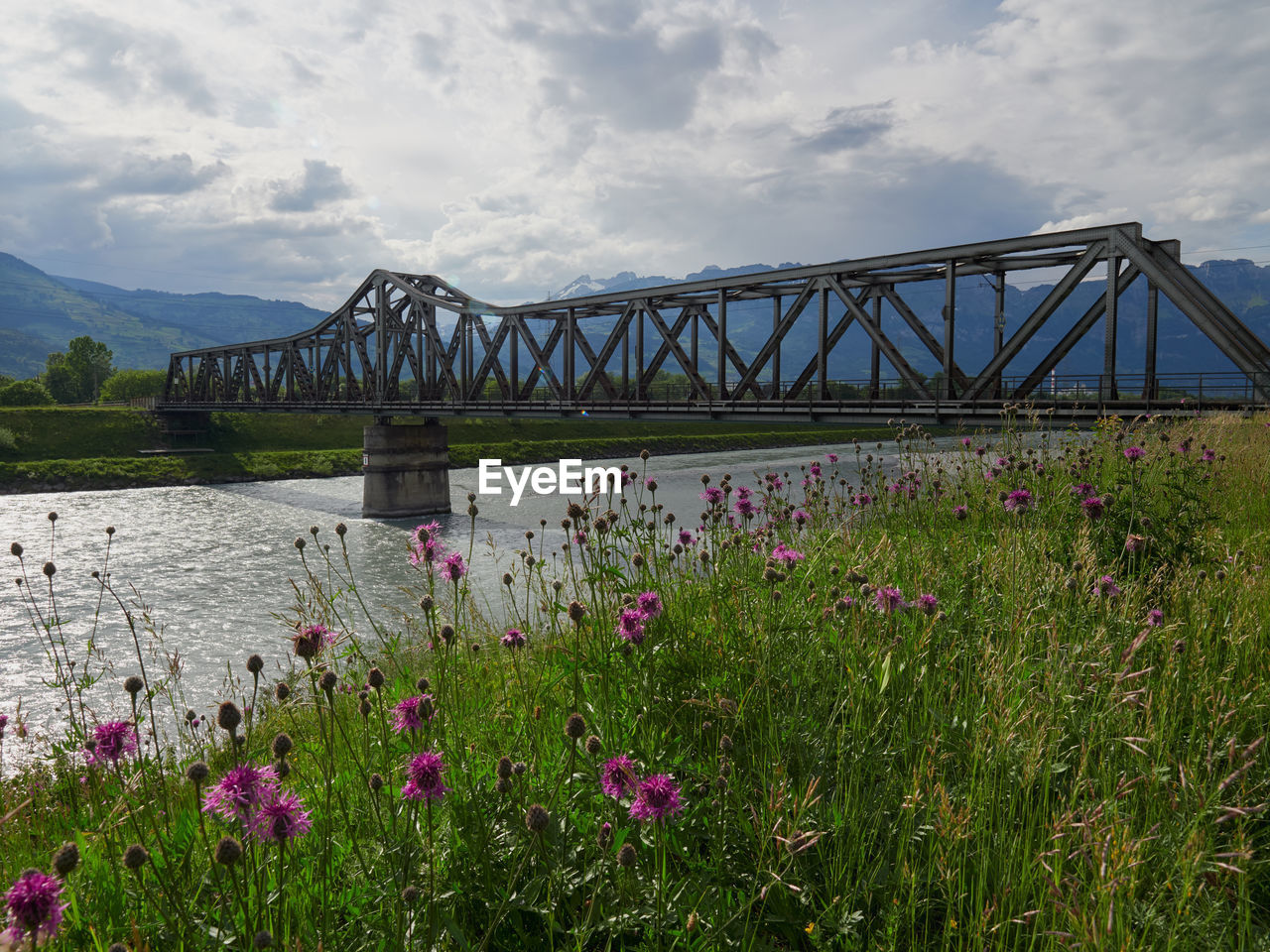 View of purple flowering plants by bridge against sky