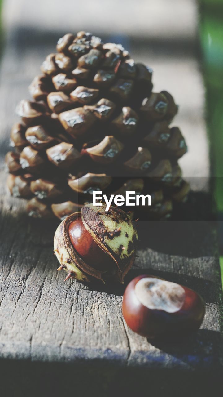 Close-up of pine cone