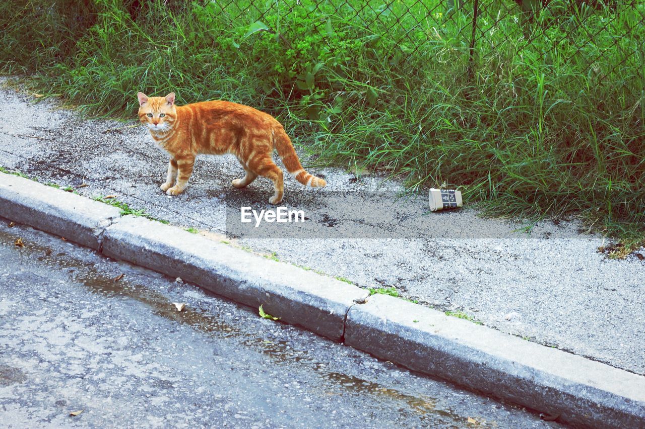 CAT SITTING ON ROAD BY GRASS